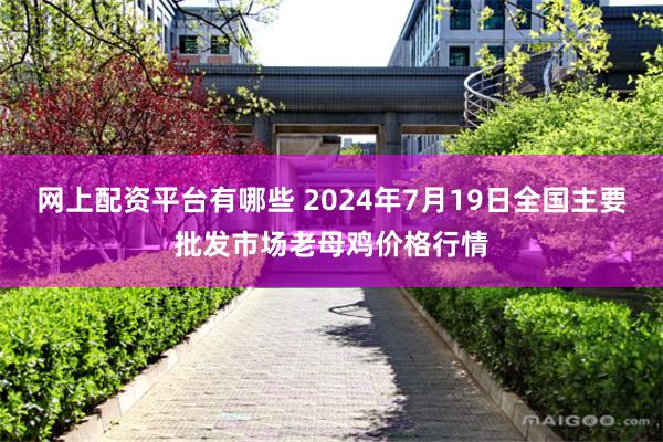 网上配资平台有哪些 2024年7月19日全国主要批发市场老母鸡价格行情